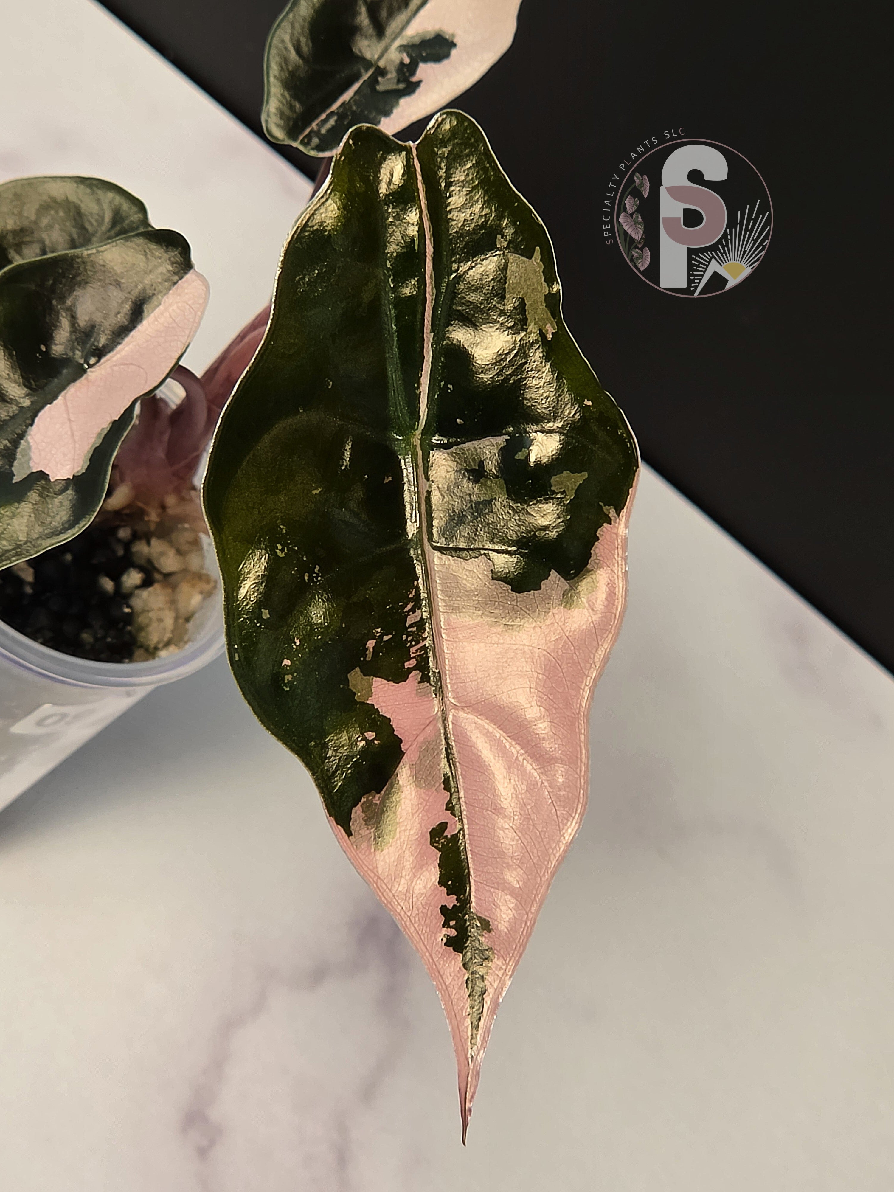 Alocasia chantrieri pink - 0924