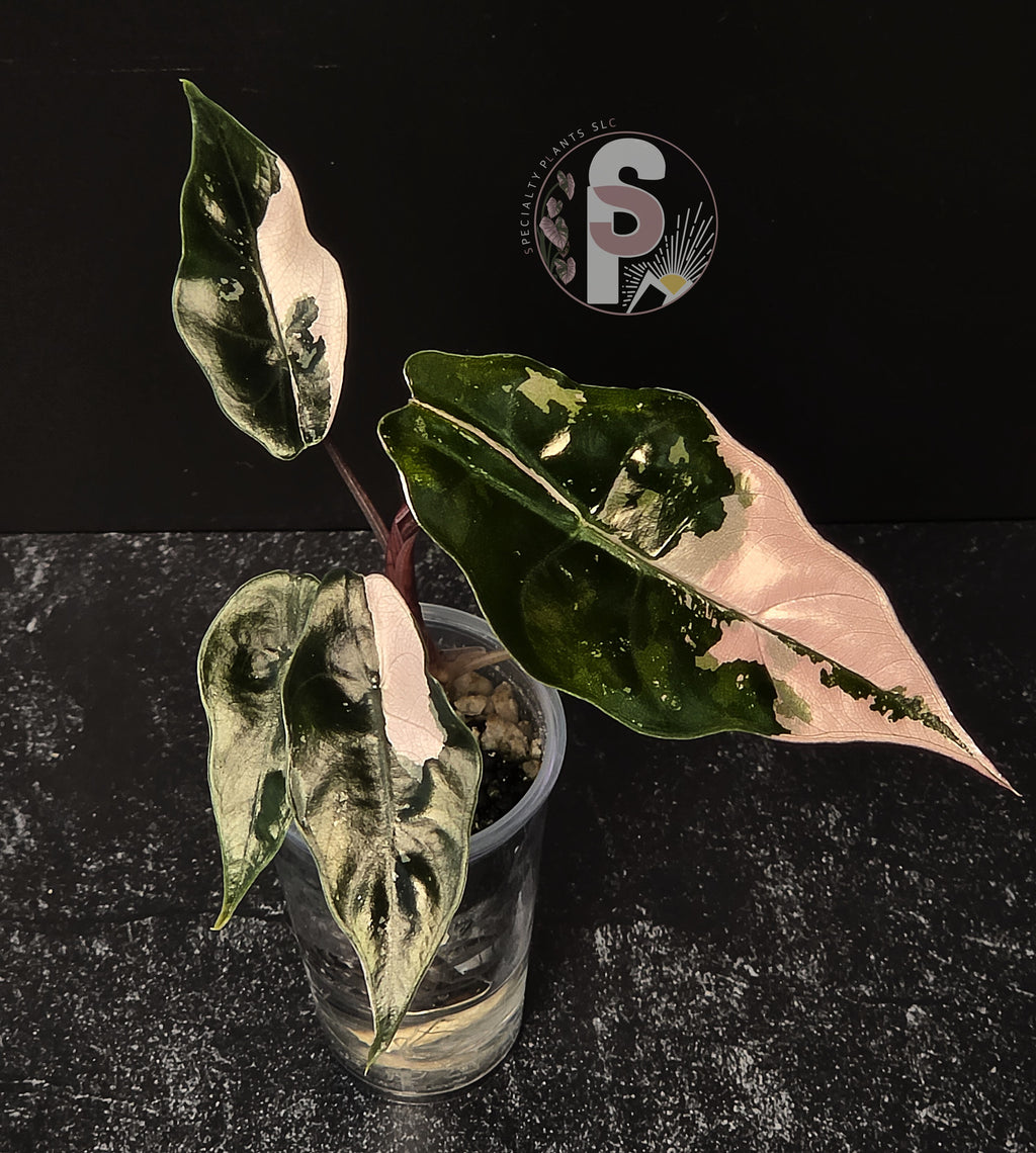 Alocasia chantrieri pink - 0924
