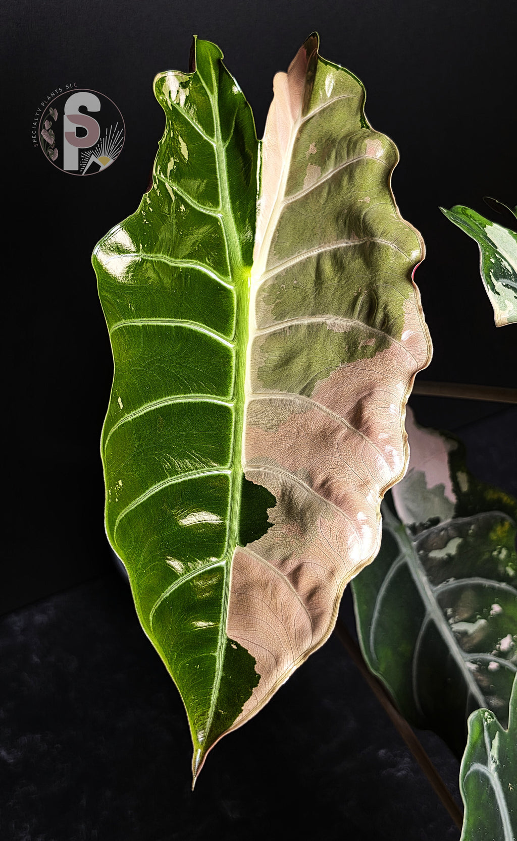 Alocasia chantrieri pink - 0924