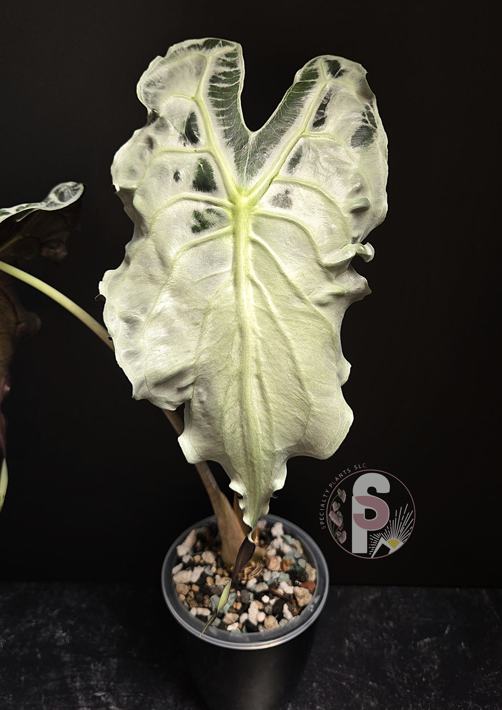 Alocasia venom - 0925