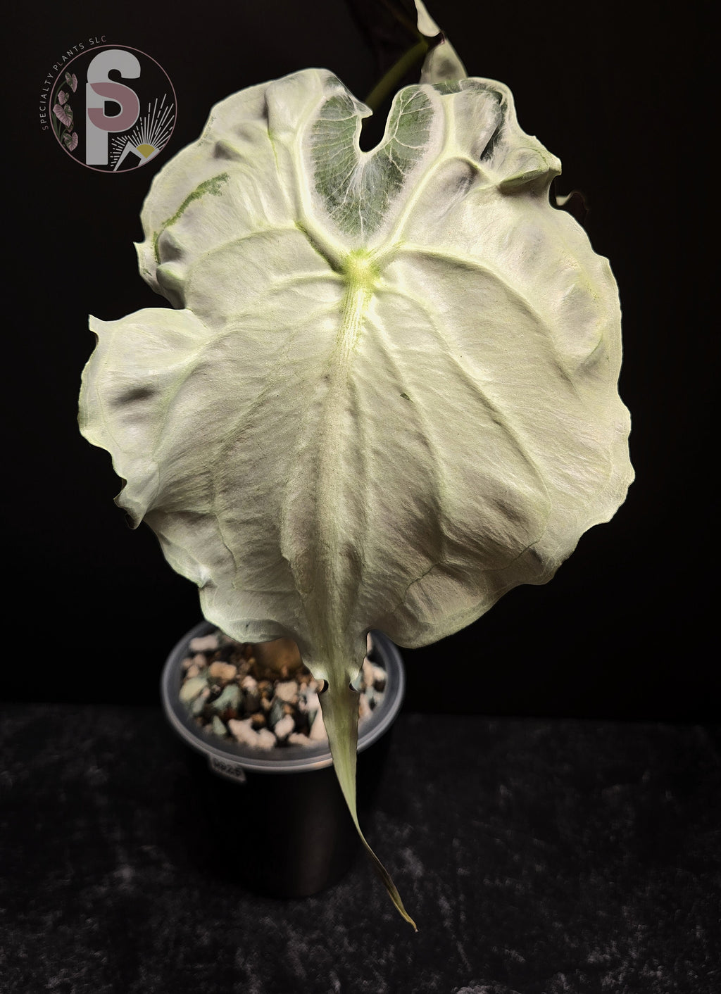 Alocasia venom - 0925