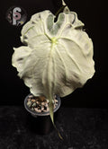 Alocasia venom - 0925