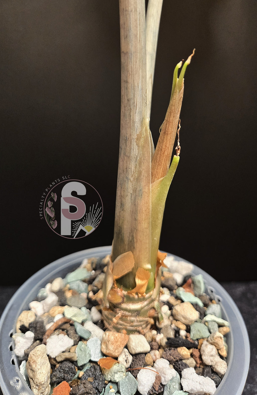 Alocasia venom - 0925