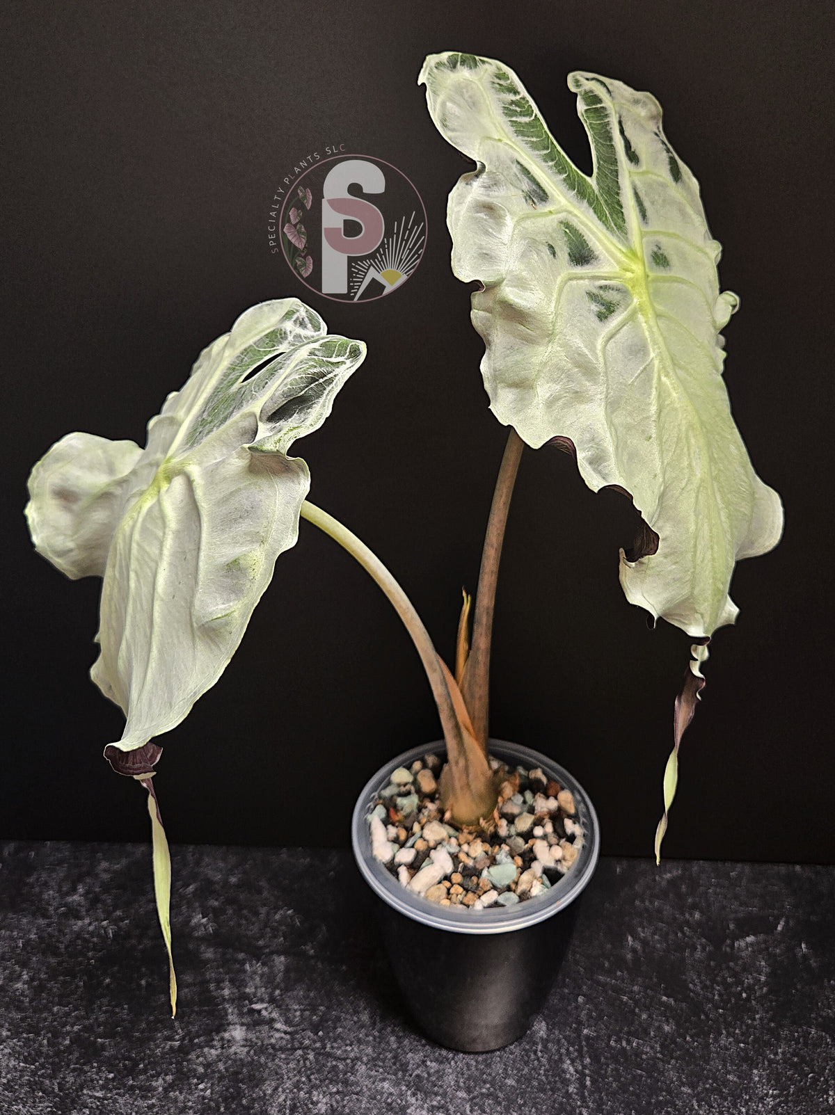 Alocasia venom - 0925