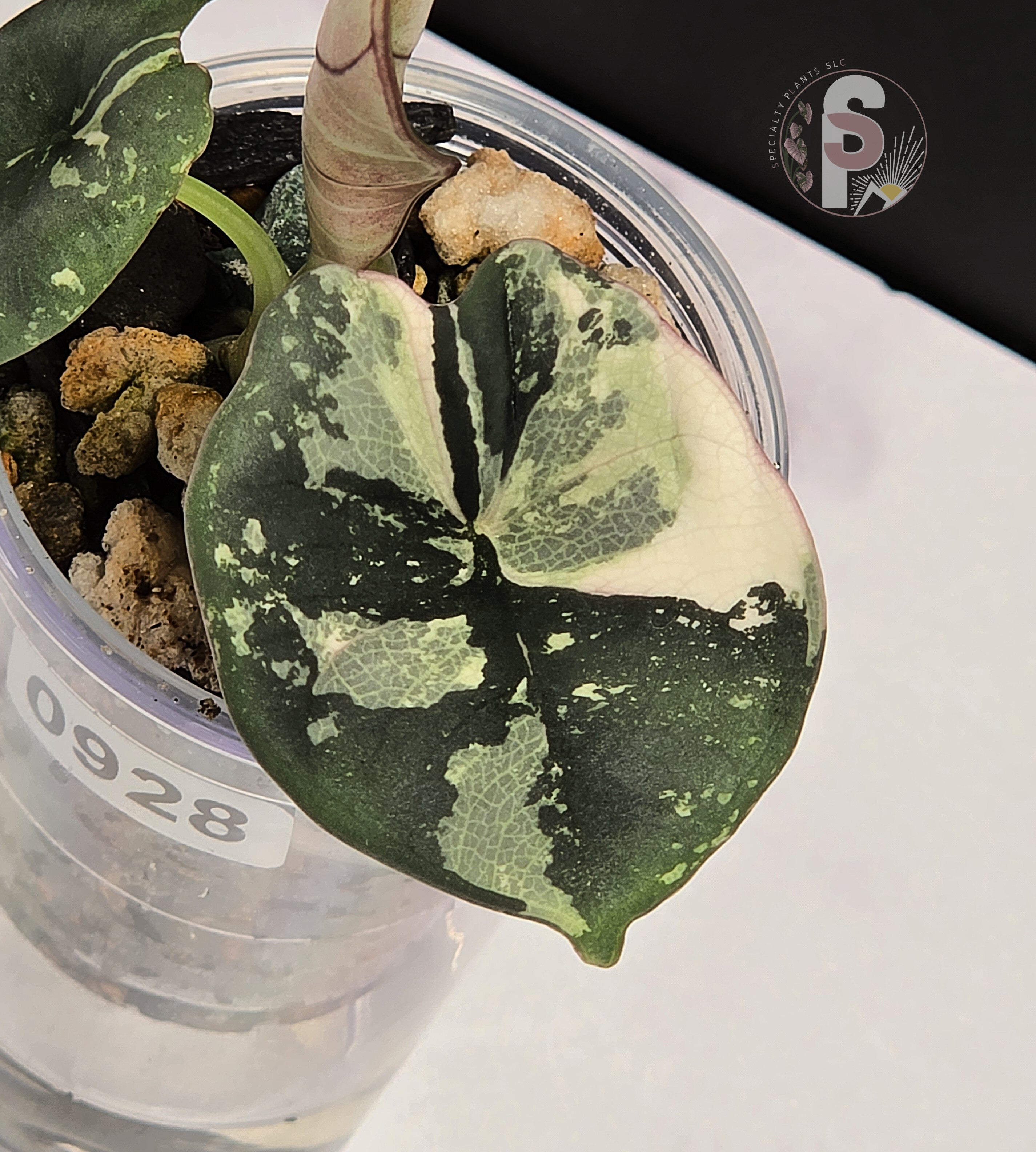 Alocasia nebula albo/pink - 0928