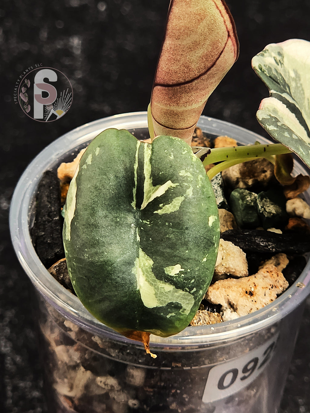 Alocasia nebula albo/pink - 0928