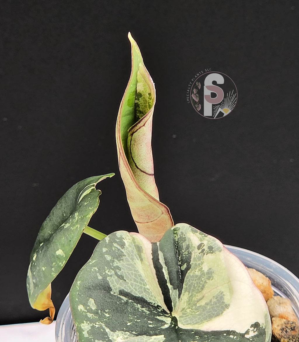 Alocasia nebula albo/pink - 0928