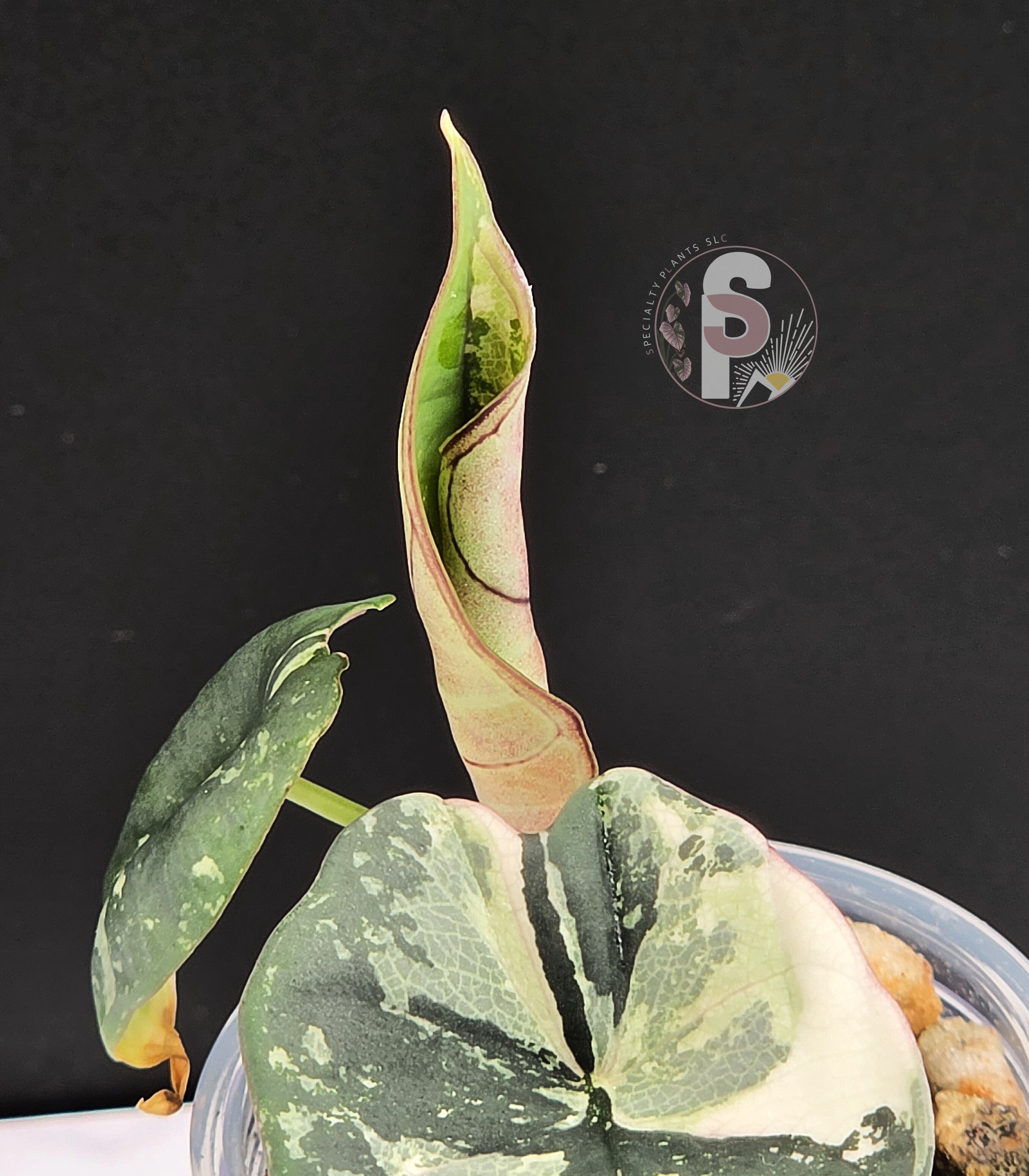 Alocasia nebula albo/pink - 0928