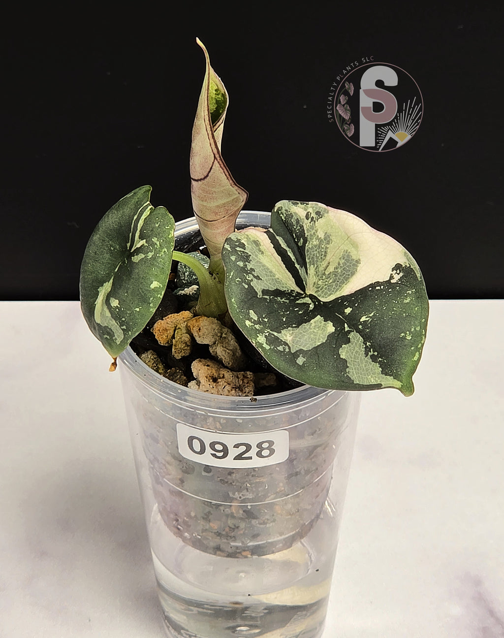 Alocasia nebula albo/pink - 0928