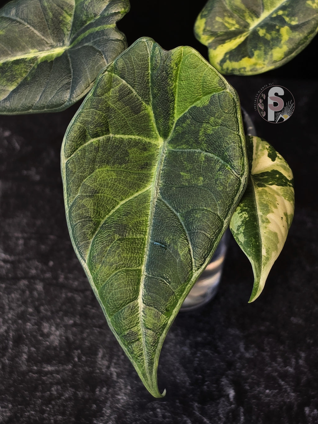 Alocasia maharani golden lime - 0933