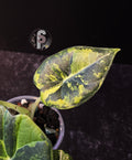 Alocasia maharani golden lime - 0933