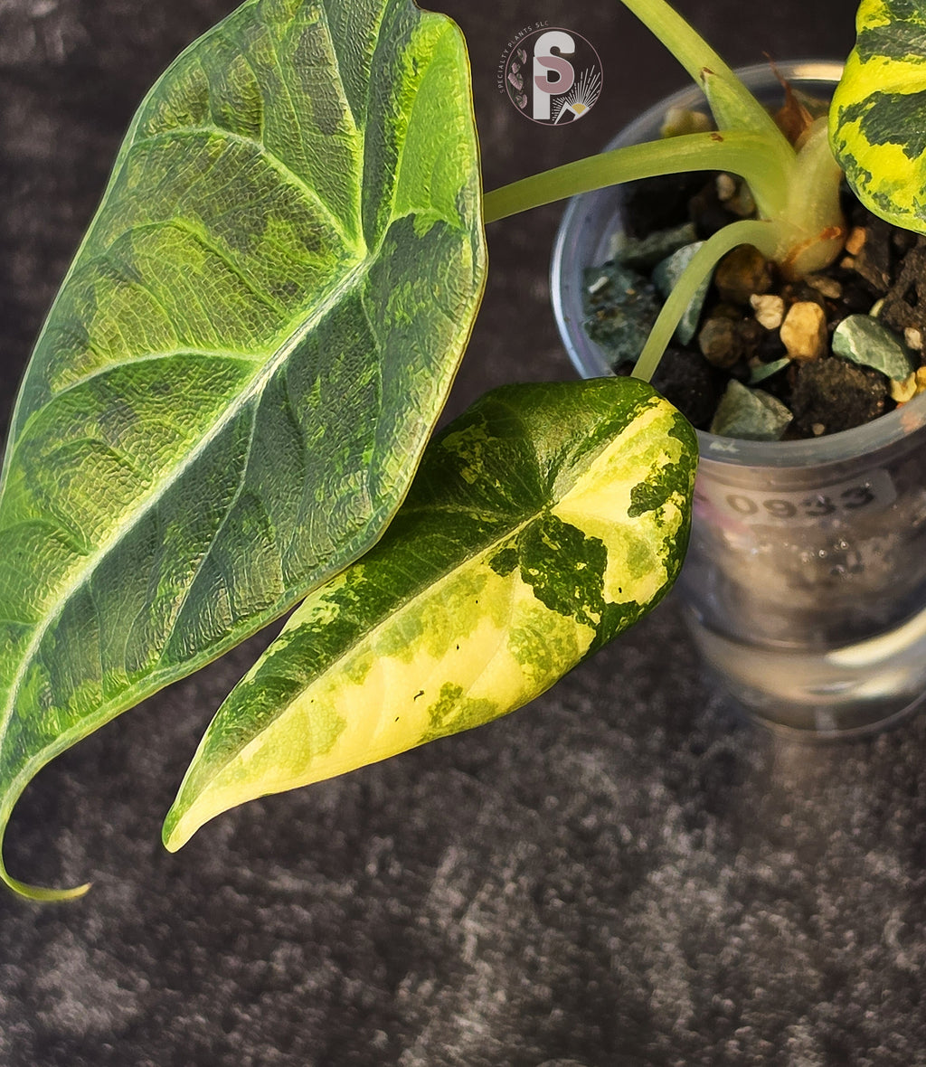 Alocasia maharani golden lime - 0933
