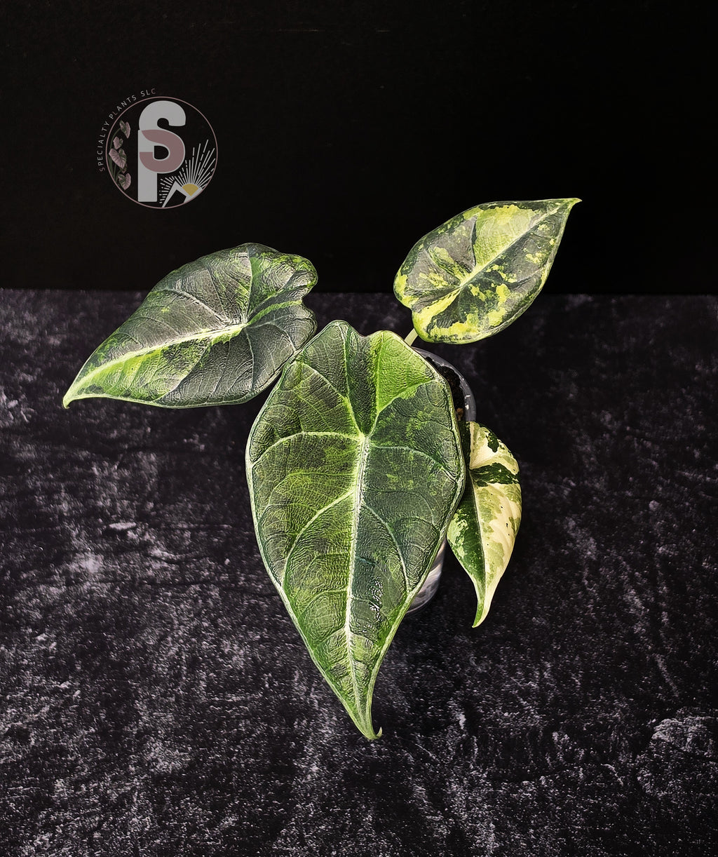 Alocasia maharani golden lime - 0933