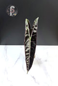 Alocasia longiloba purple - 0948