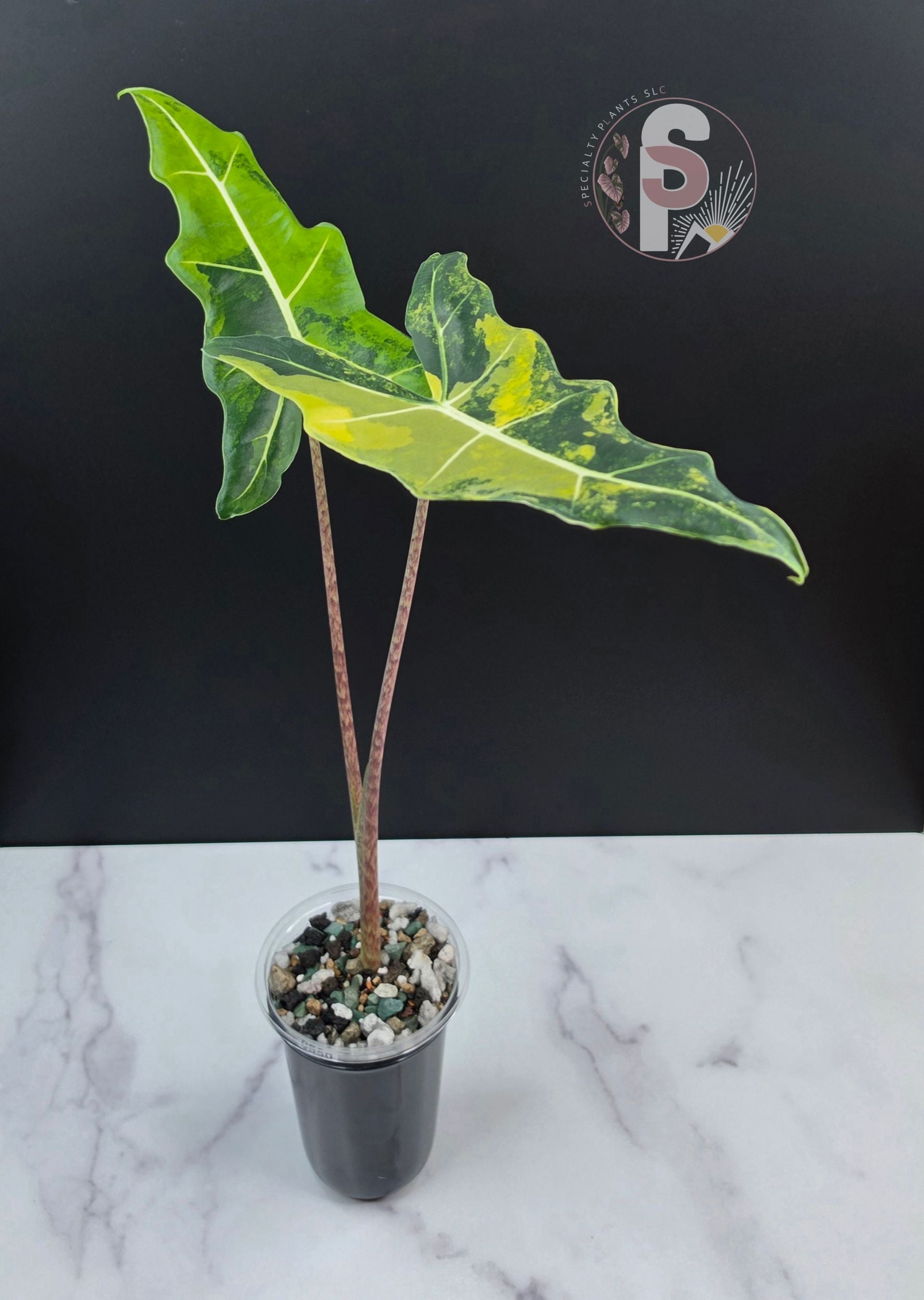 Alocasia sarian aurea - 0950
