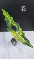Alocasia sarian aurea - 0950