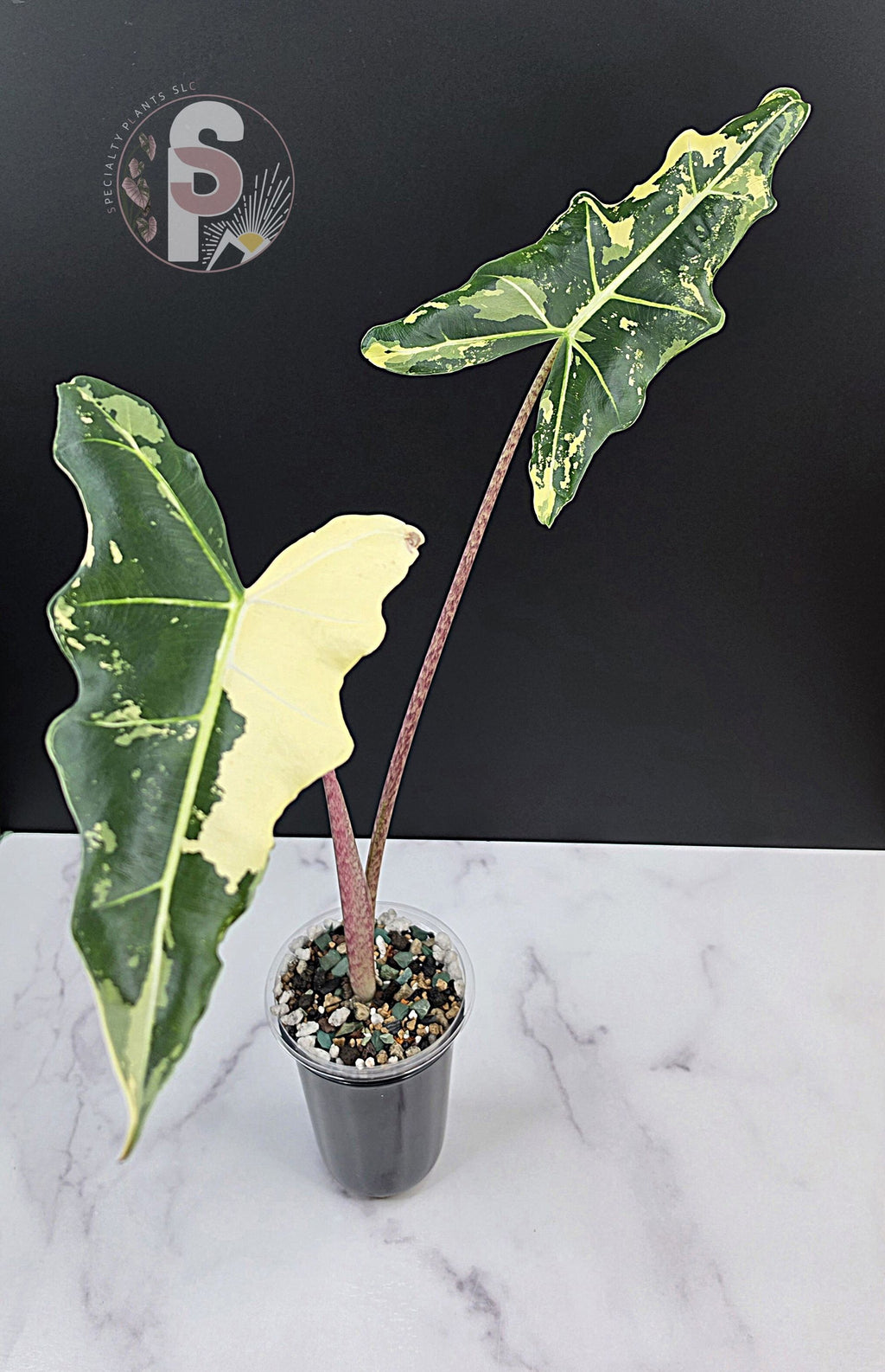 Alocasia sarian albo - 0951