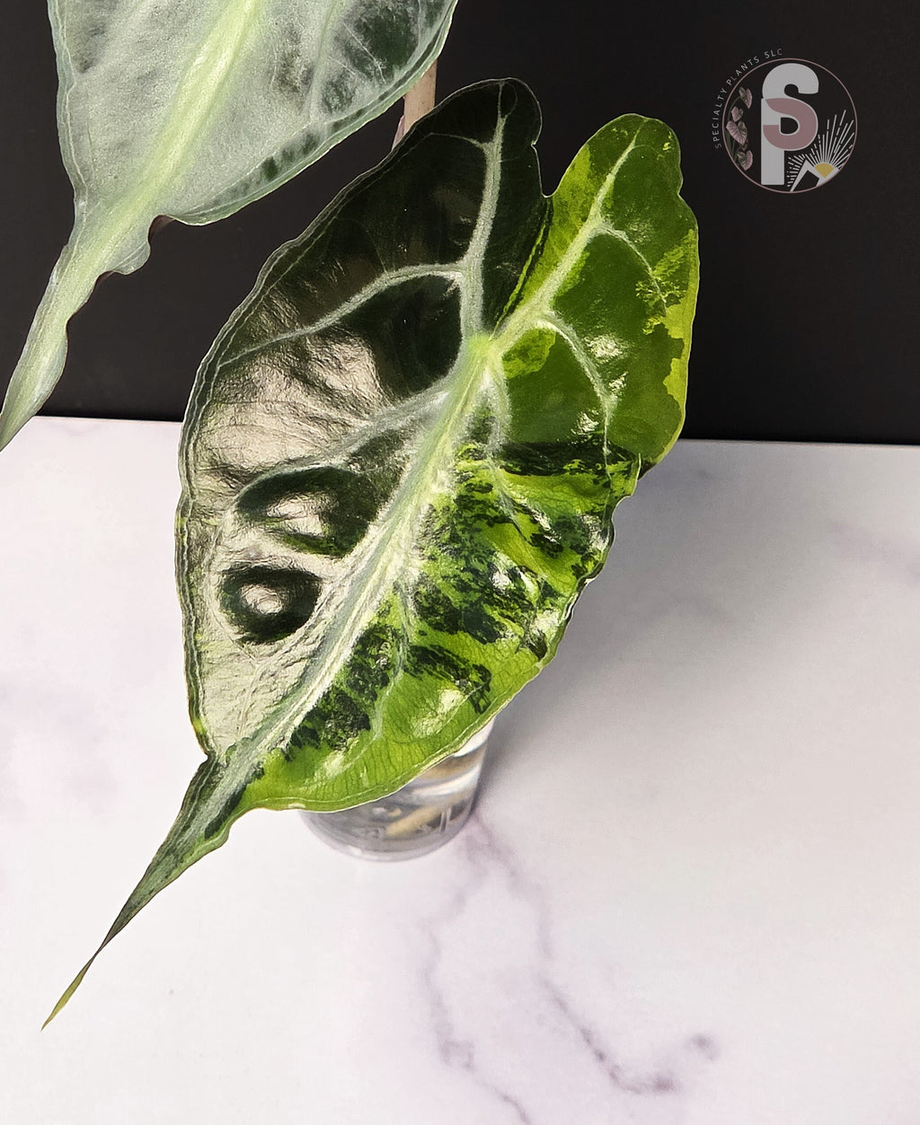Alocasia venom aurea - 0952