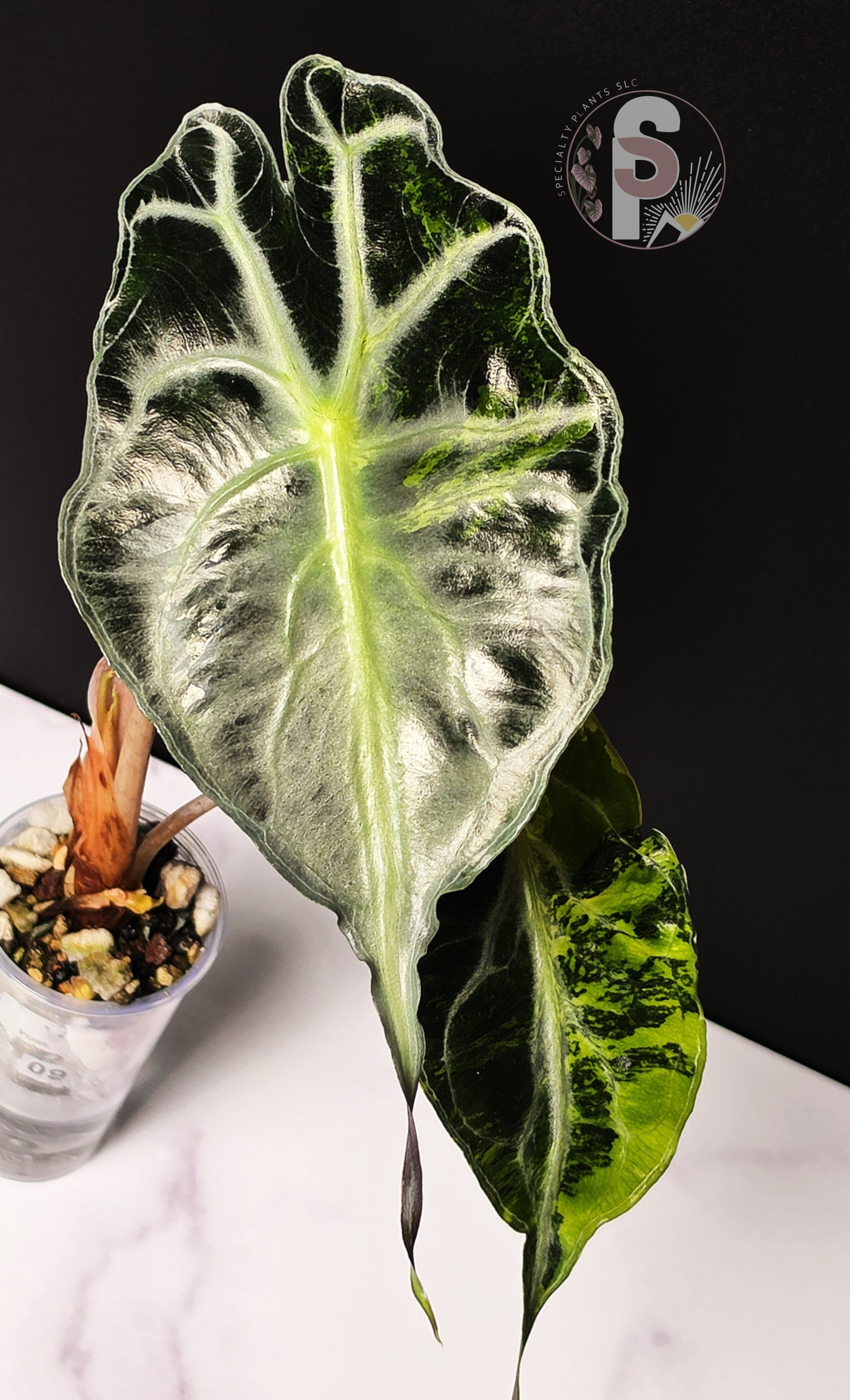 Alocasia venom aurea - 0952