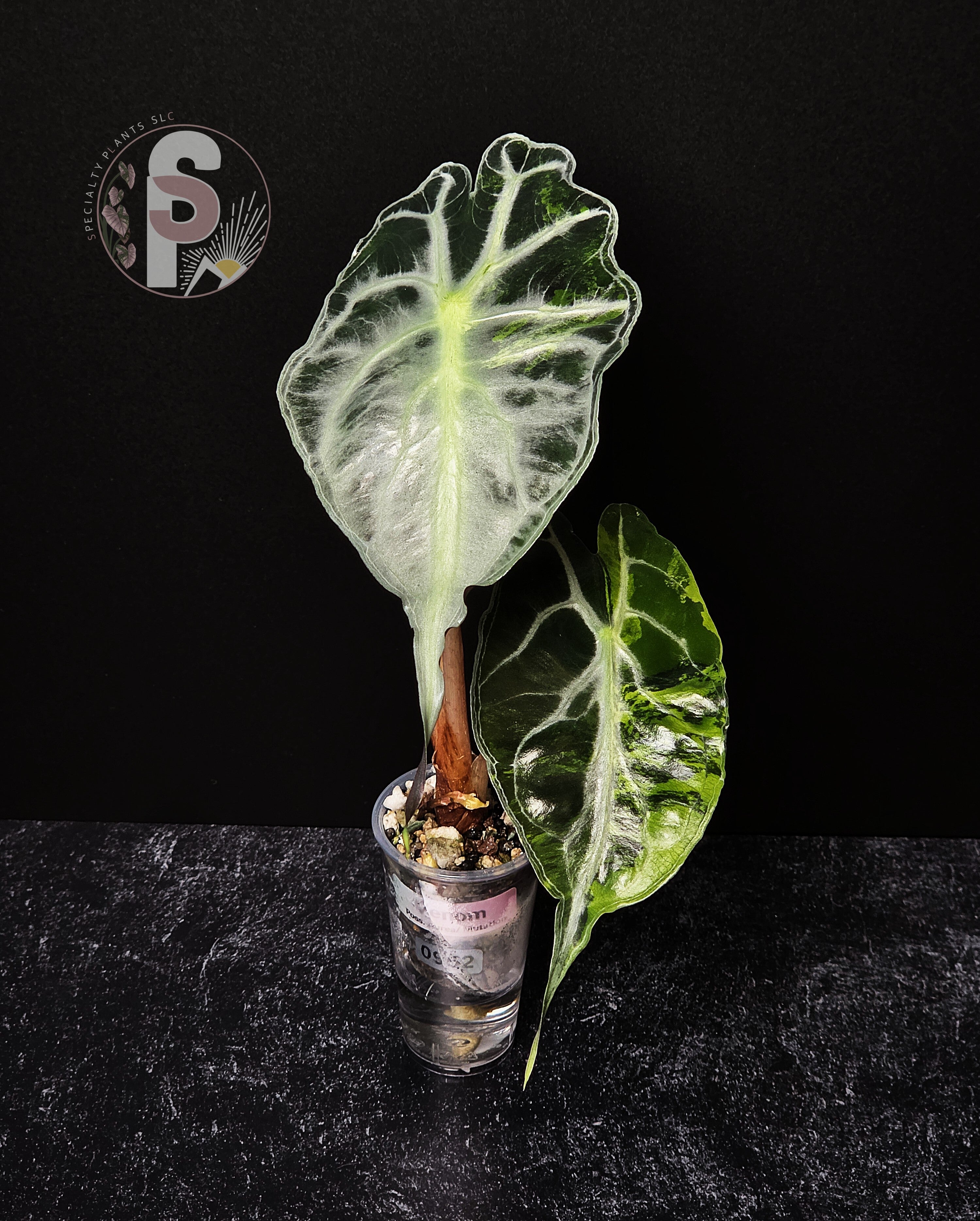 Alocasia venom aurea - 0952