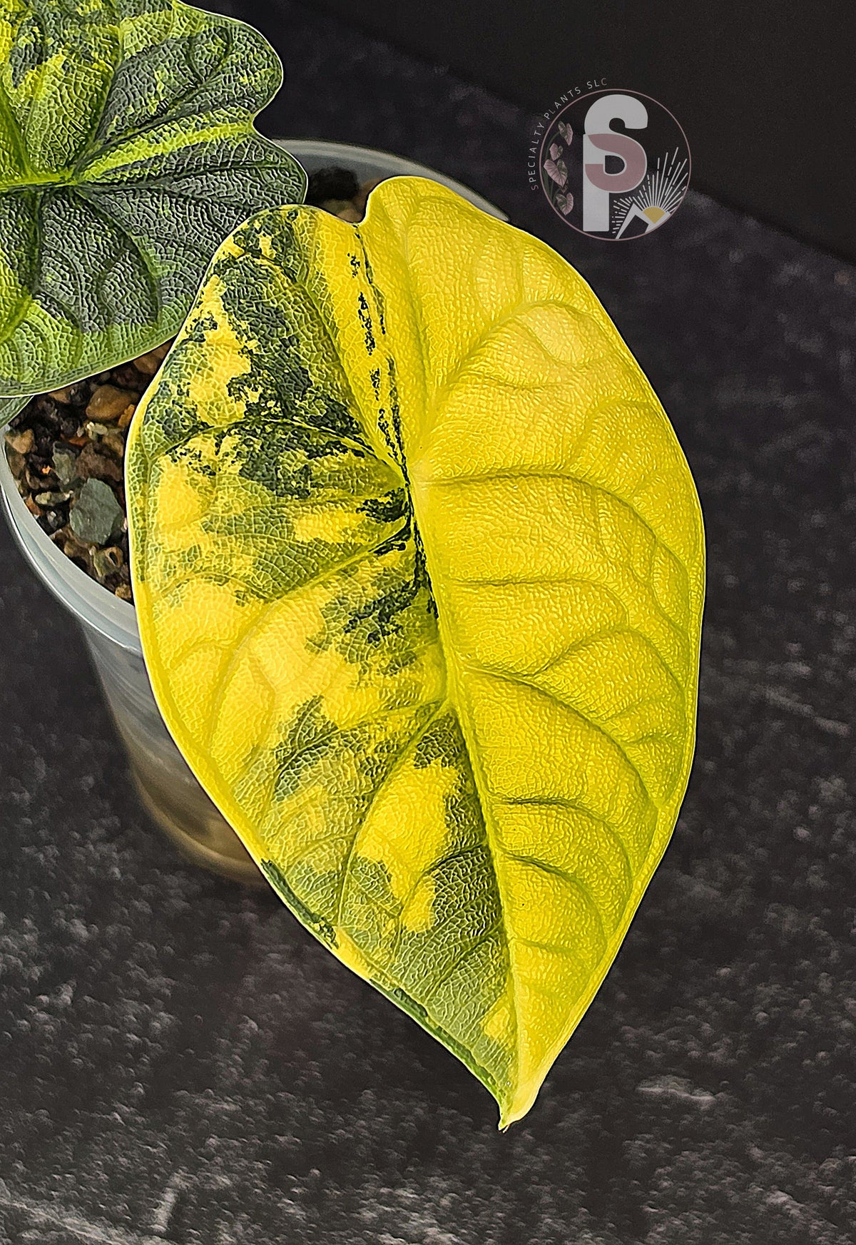 Alocasia melo aurea 'Long Form' - 0953
