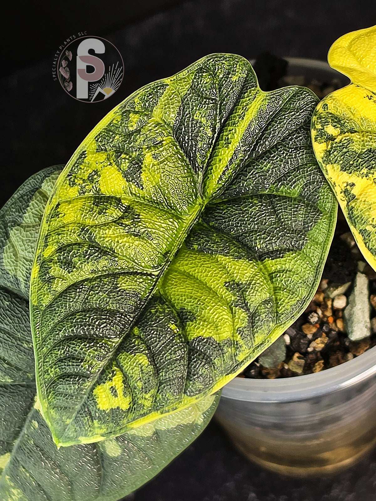 Alocasia melo aurea 'Long Form' - 0953