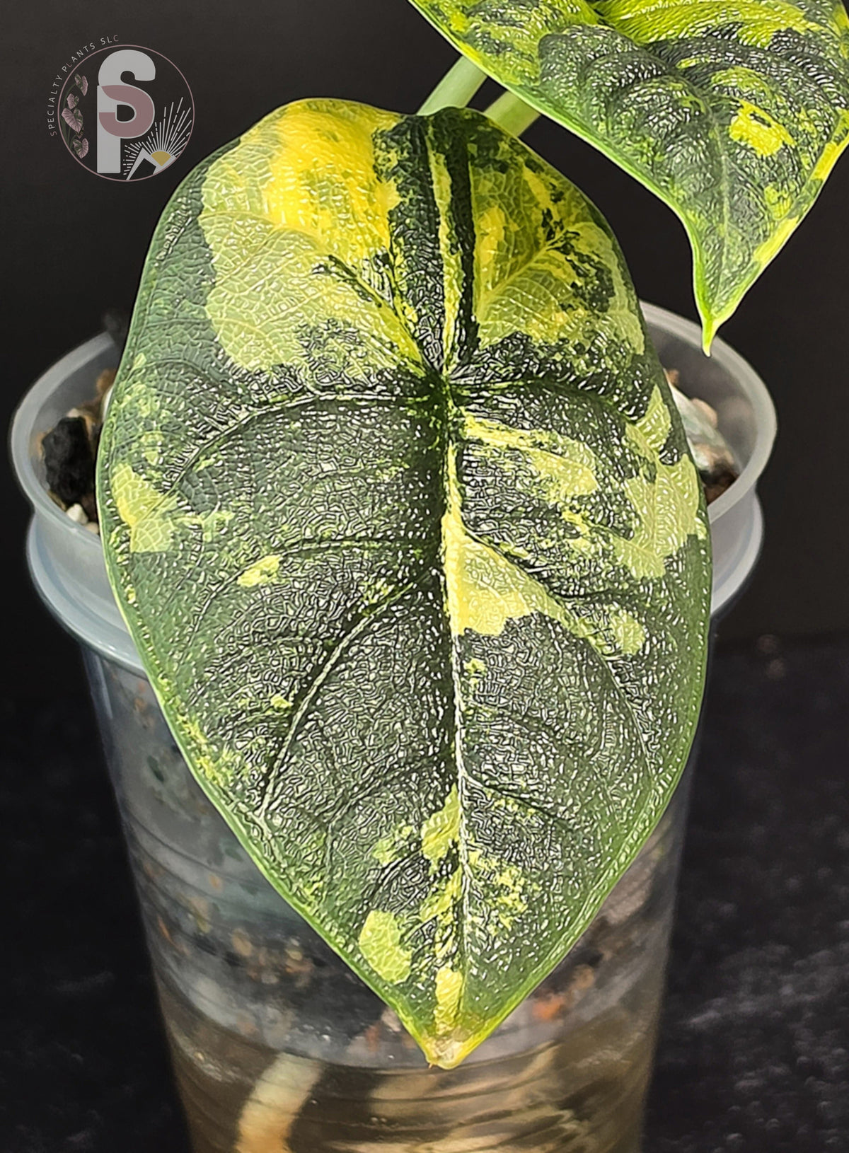 Alocasia melo aurea 'Long Form' - 0953
