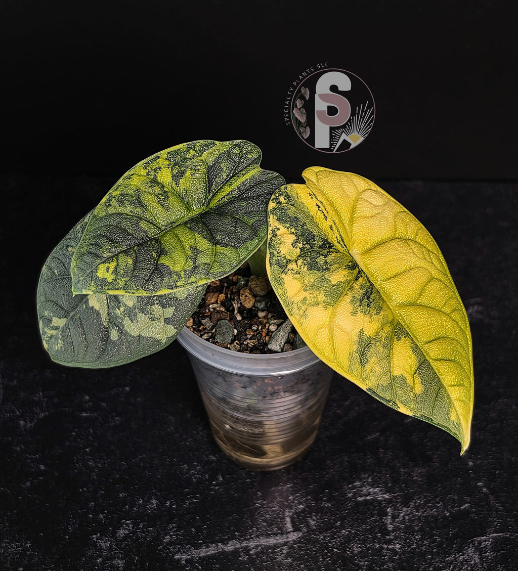 Alocasia melo aurea 'Long Form' - 0953