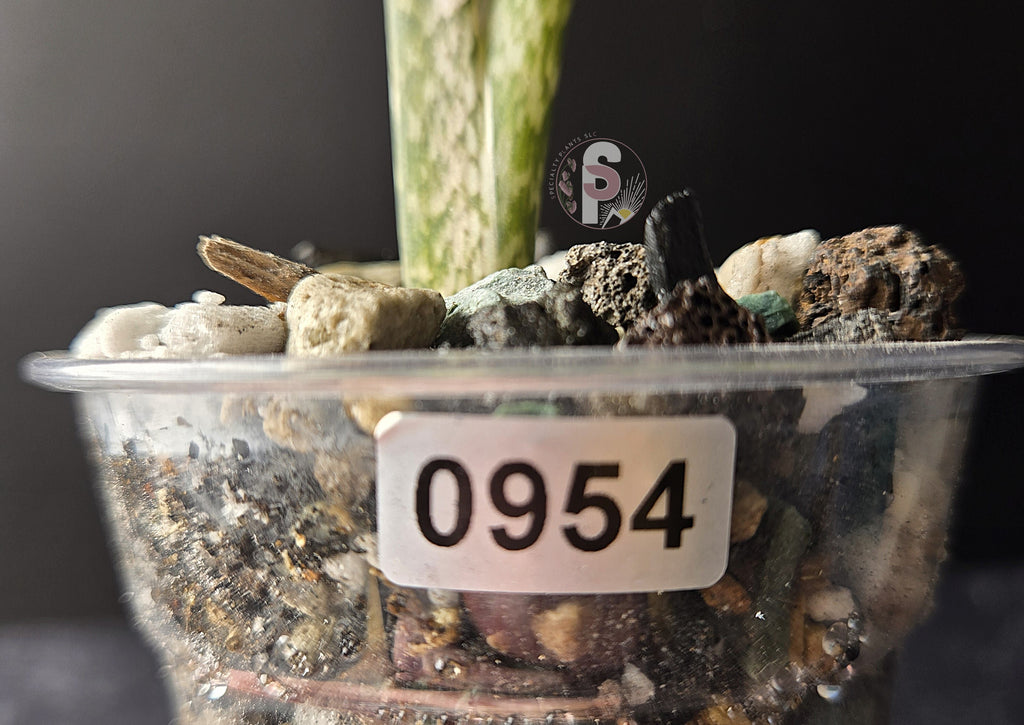 Alocasia branchifolia albo - 0954