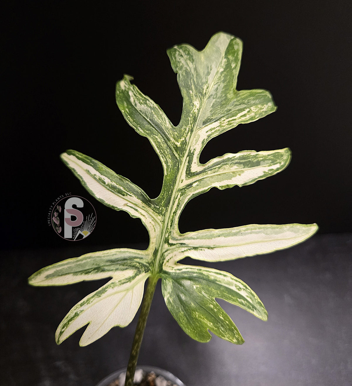 Alocasia branchifolia albo - 0954