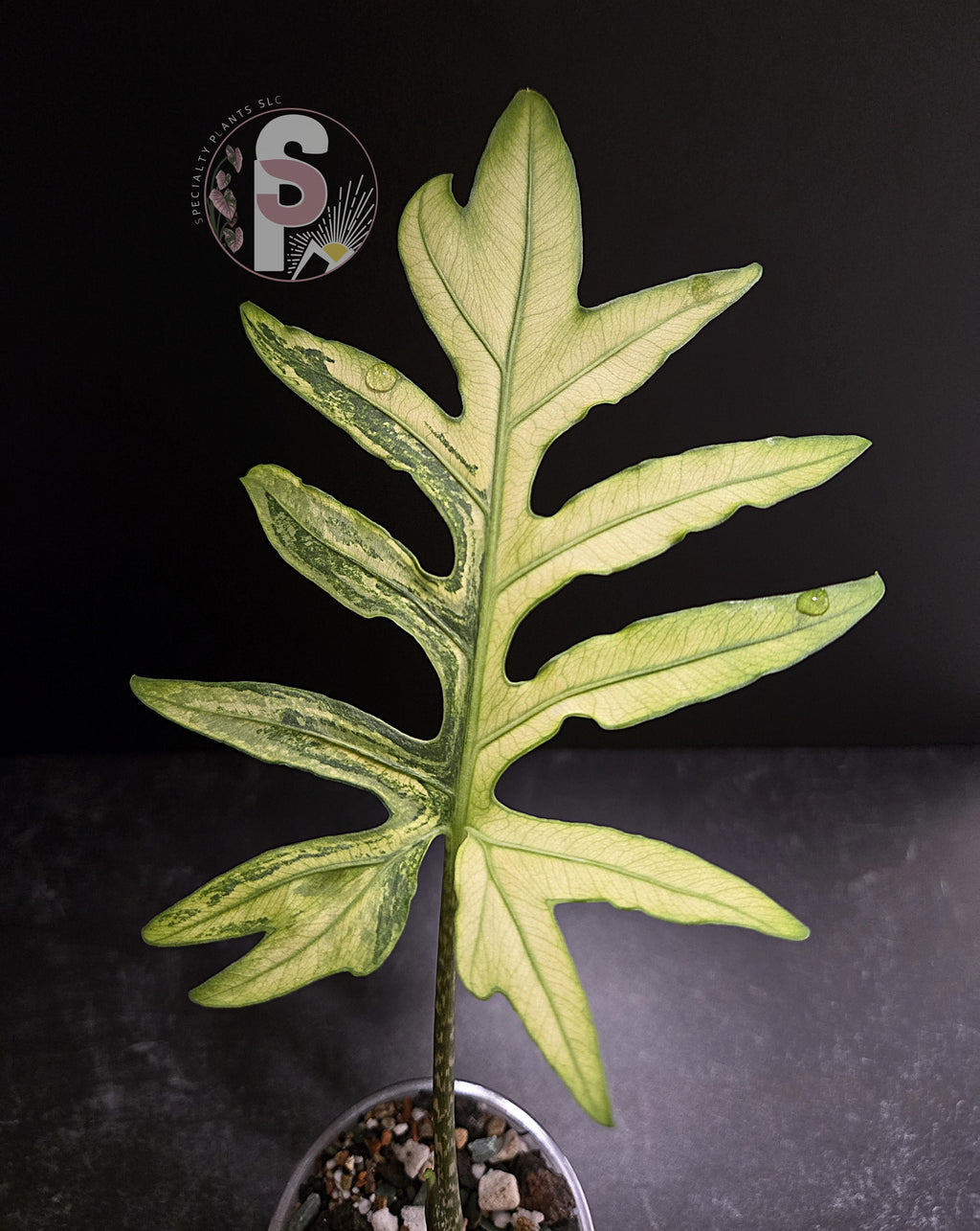 Alocasia branchifolia albo - 0954