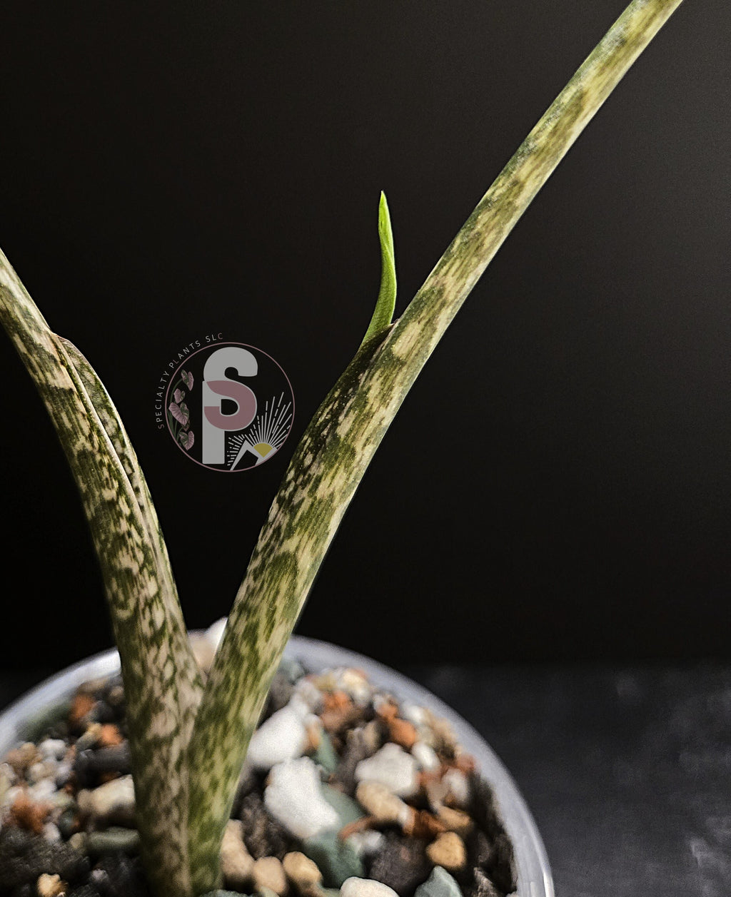 Alocasia branchifolia albo - 0954