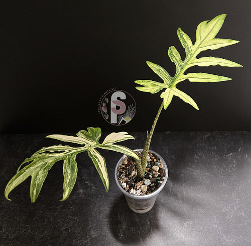 Alocasia branchifolia albo - 0954