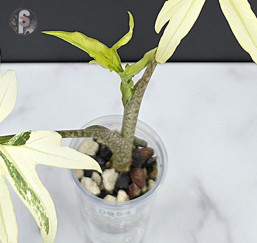Alocasia branchifolia albo - 0954