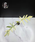 Alocasia branchifolia albo - 0954