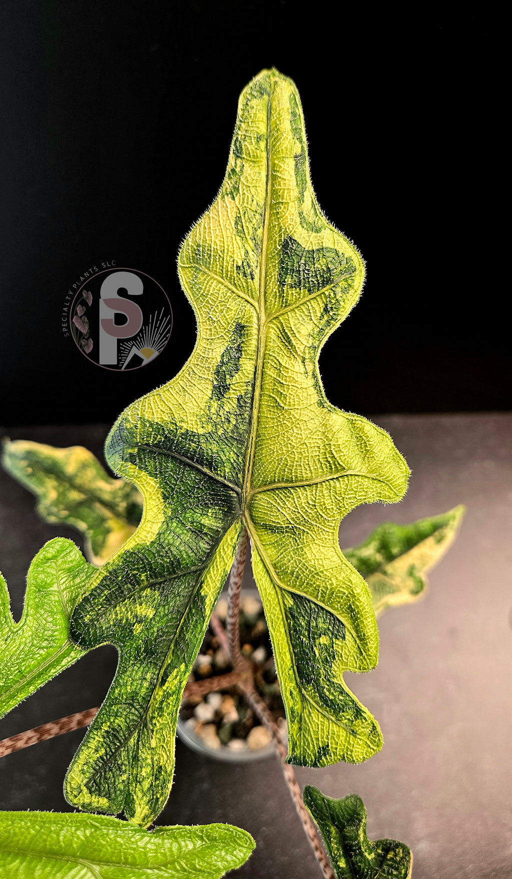 Alocasia jacklyn aurea - 0956