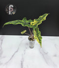 Alocasia jacklyn aurea - 0956