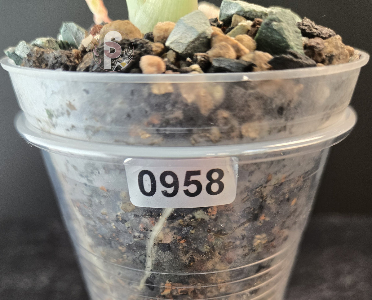 Alocasia maharani albo - 0958