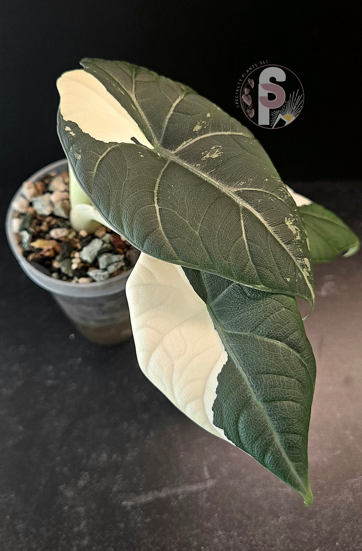 Alocasia maharani albo - 0958
