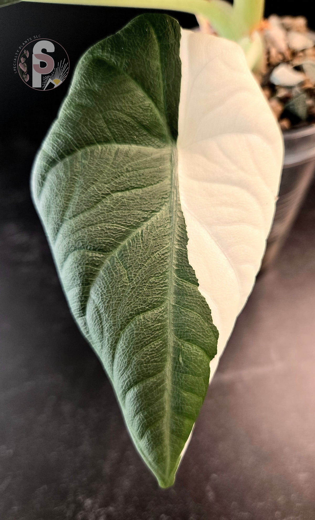 Alocasia maharani albo - 0958