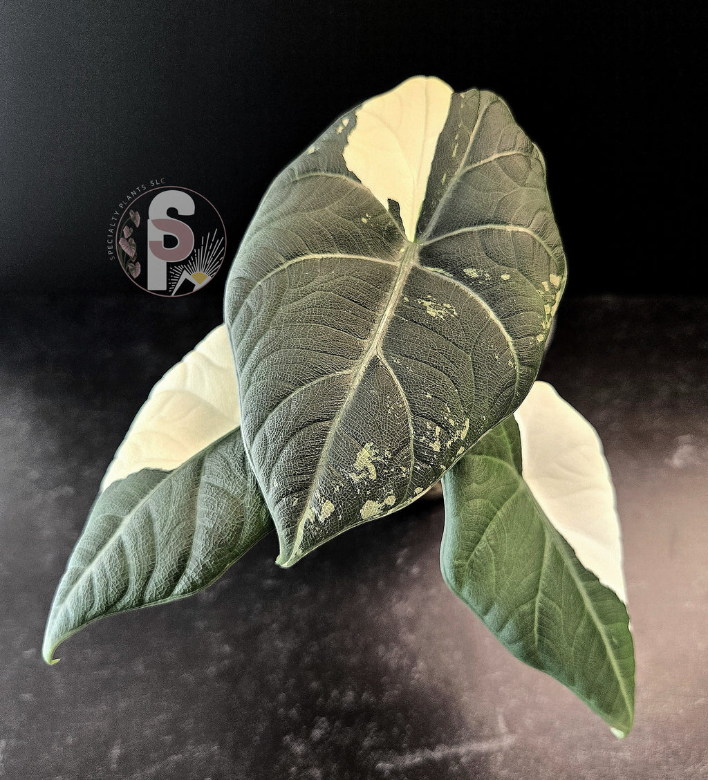 Alocasia maharani albo - 0958