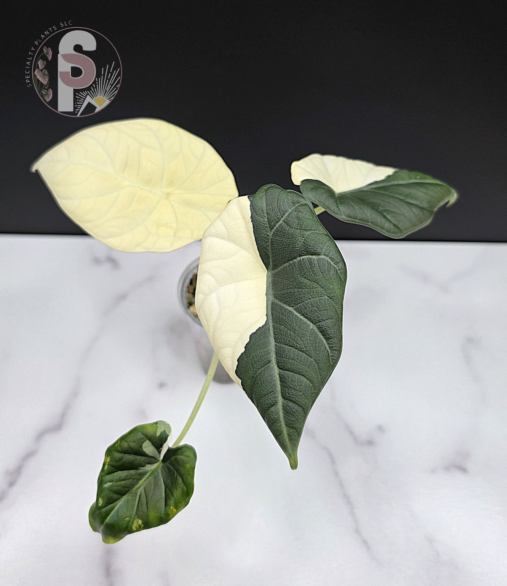 Alocasia maharani albo - 0958