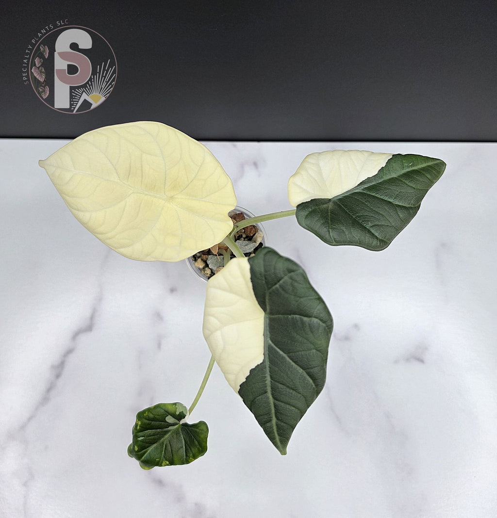 Alocasia maharani albo - 0958