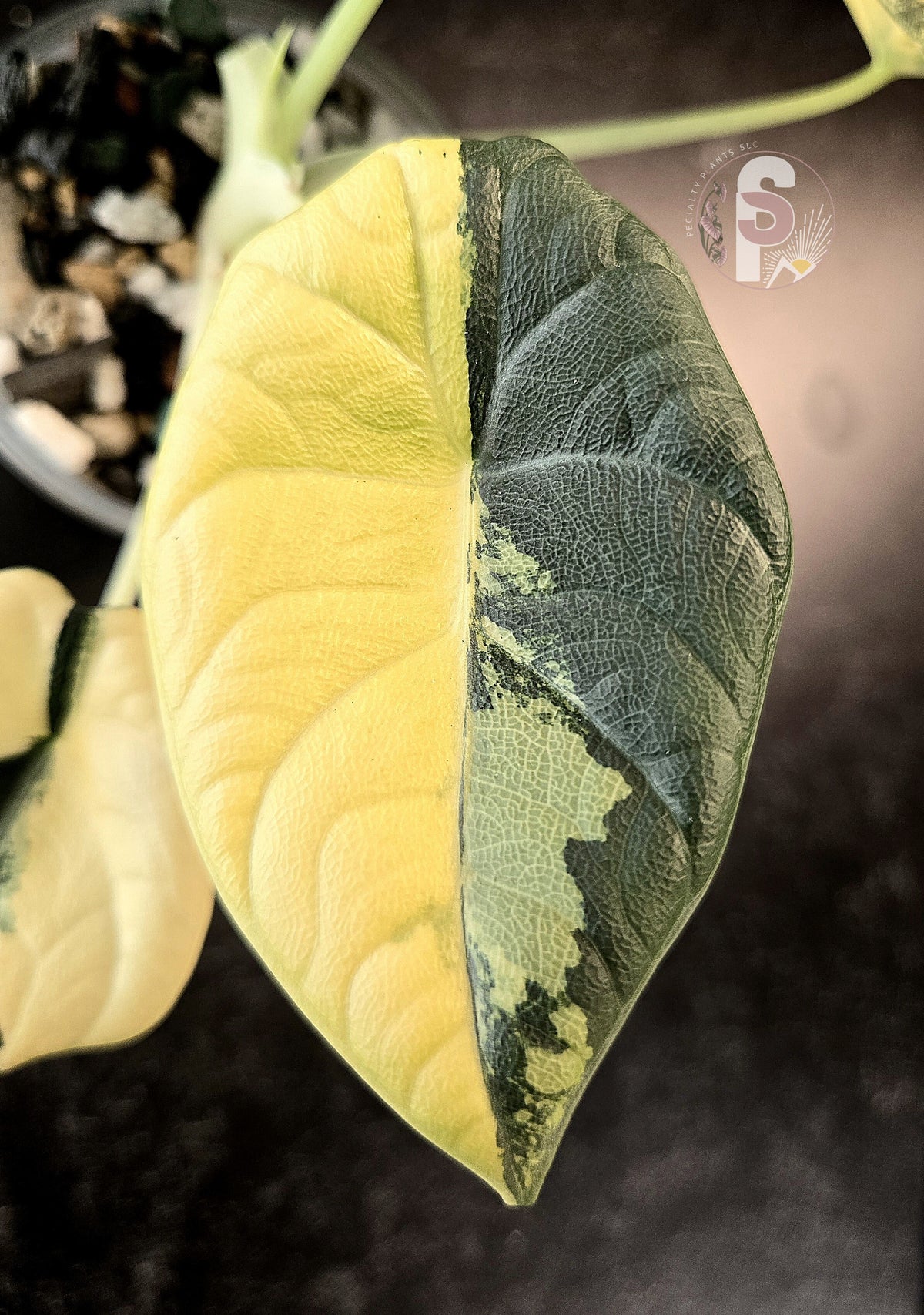 Alocasia maharani golden lime - 0959