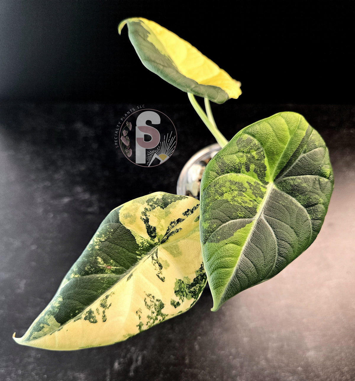 Alocasia maharani golden lime - 0959
