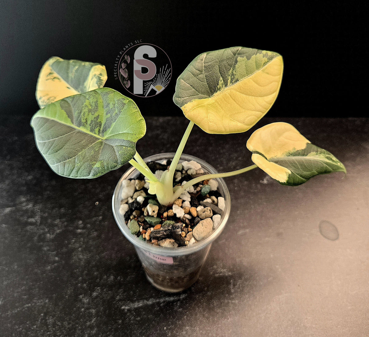 Alocasia maharani golden lime - 0959