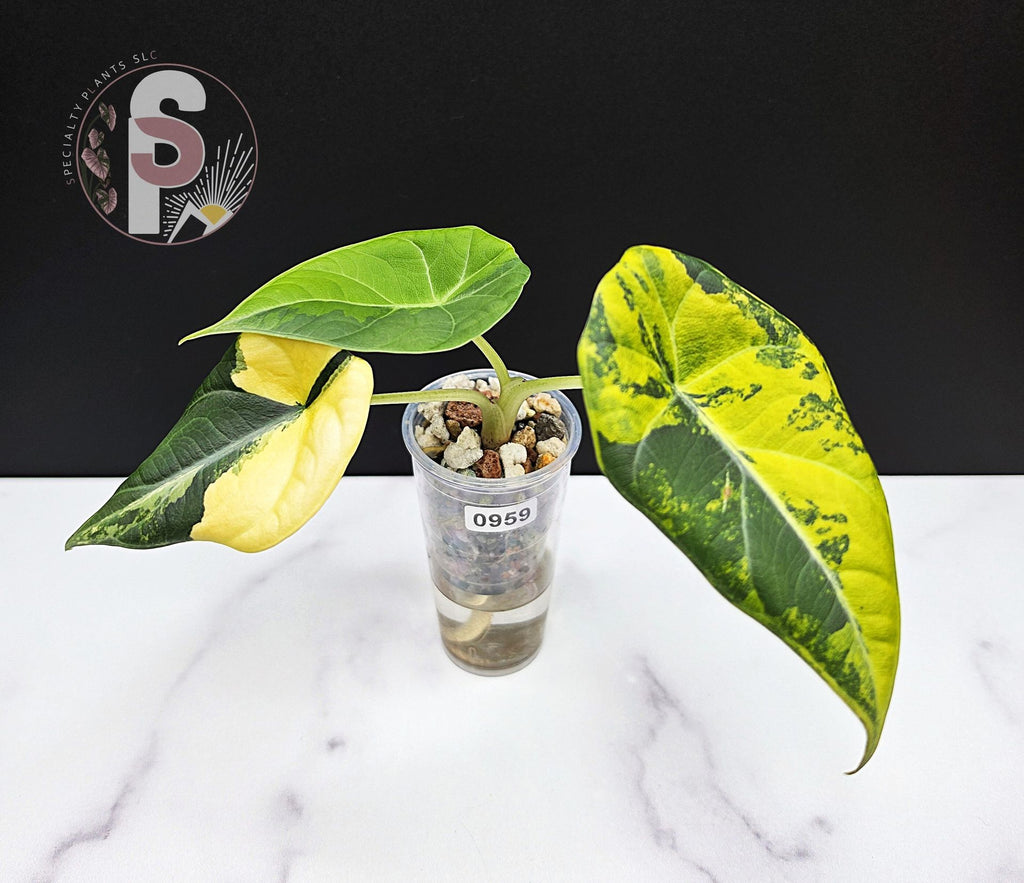 Alocasia maharani golden lime - 0959