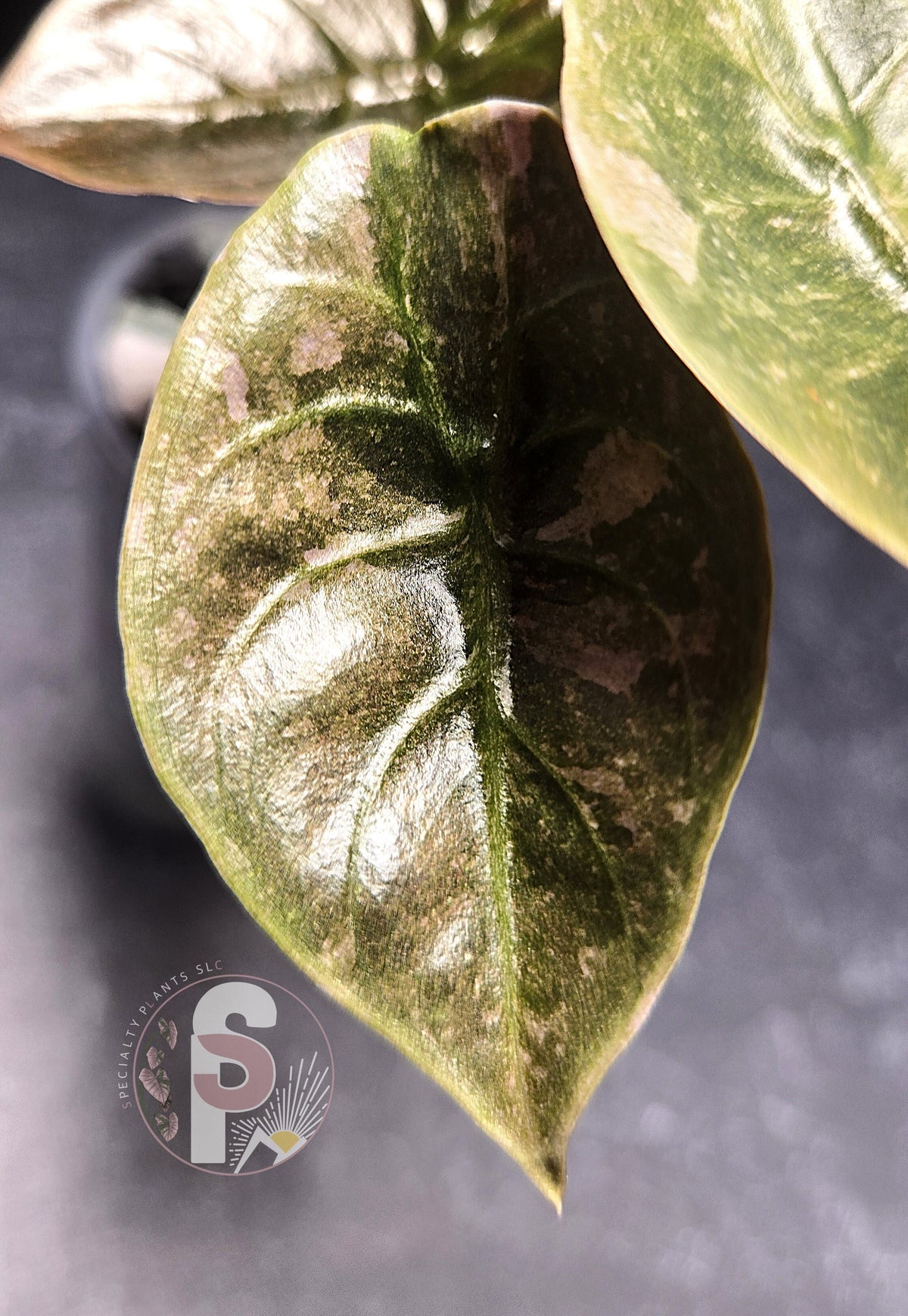 Alocasia cuprea pink mint - 0961