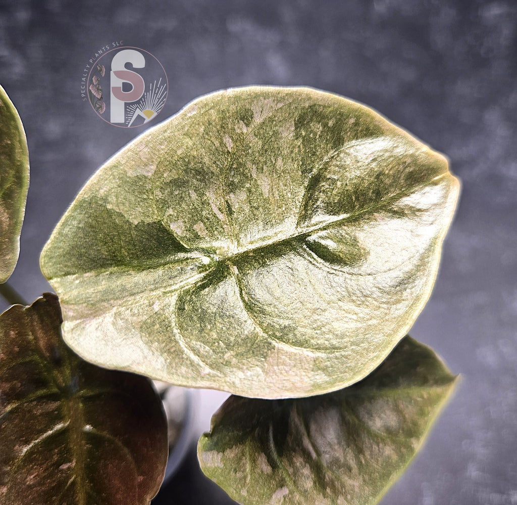 Alocasia cuprea pink mint - 0961