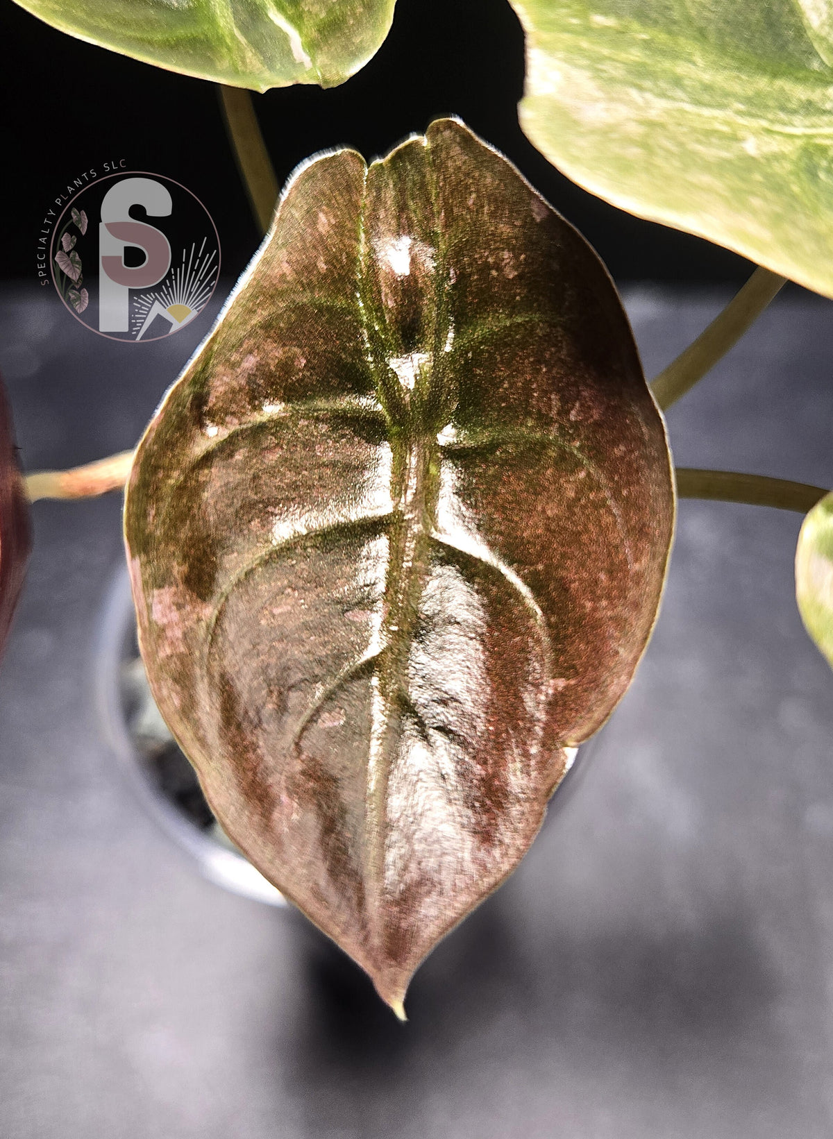 Alocasia cuprea pink mint - 0961